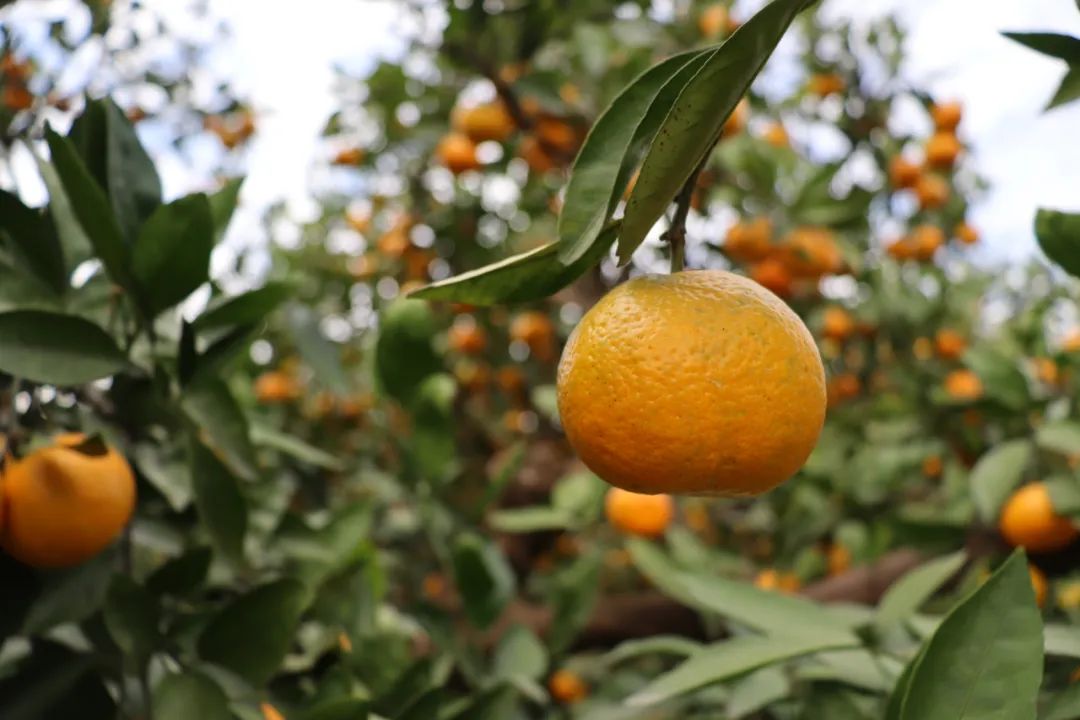 20231031b.jpg 20231031b.jpg